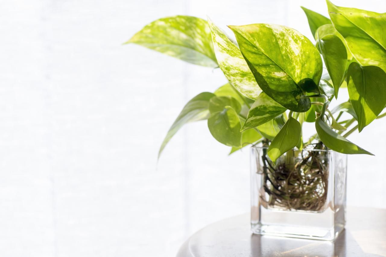 観葉植物の購入は通販がオススメ！選び方のポイントとお手入れ方法