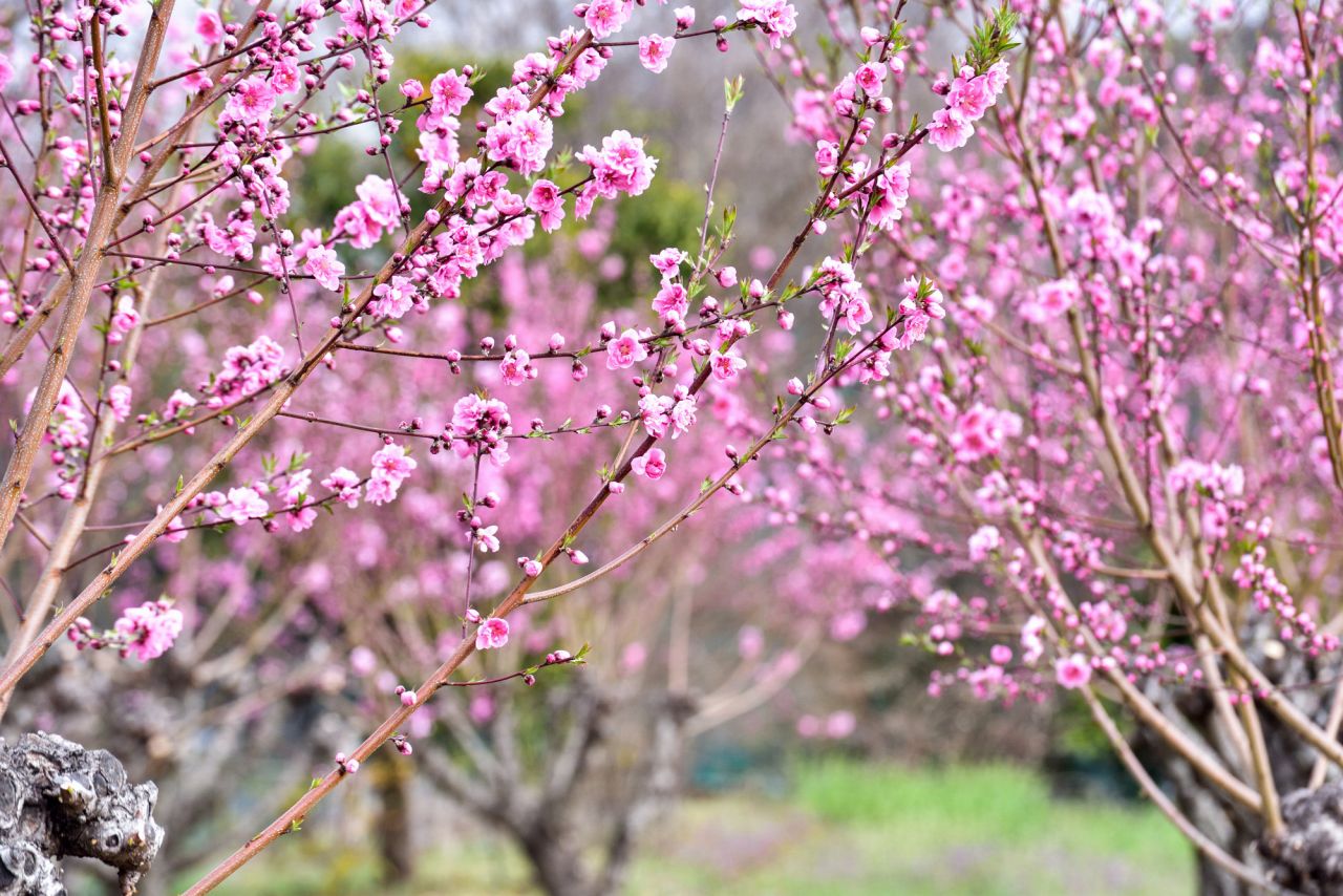 ひな祭りの代名詞「桃の花」はどんな花？長寿の象徴で縁起がよい