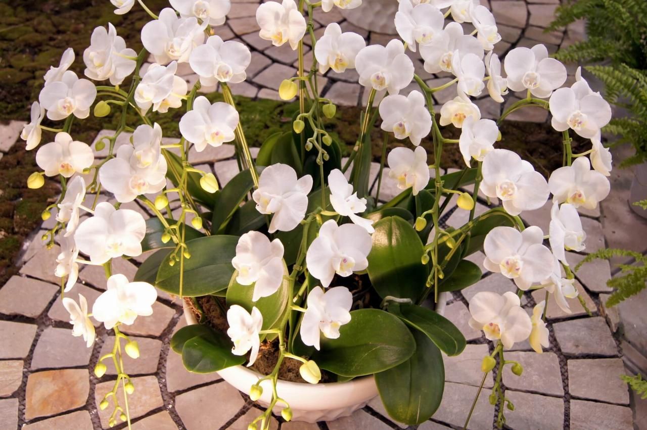 【母の日】鉢植えで贈りたい花5選！鉢植えが喜ばれる理由とは