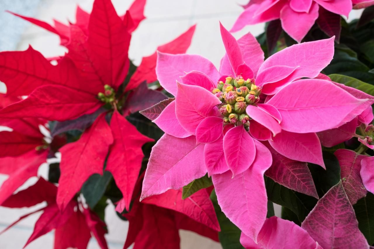 相手に喜ばれるクリスマスブーケとは?ポイントやおすすめの花紹介