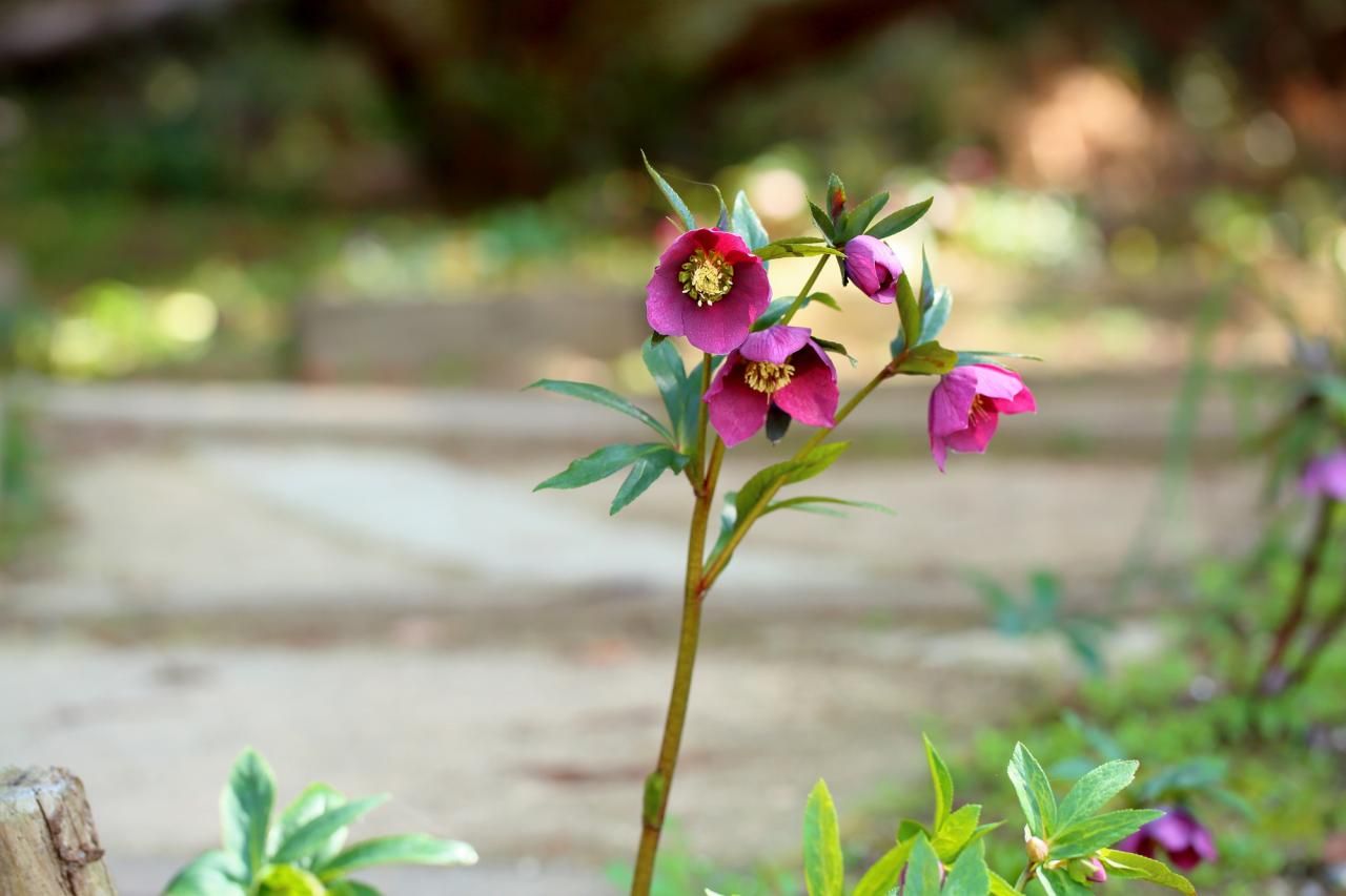 クリスマスローズの花言葉は?特徴やおすすめギフト方法の紹介