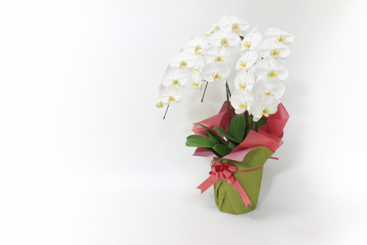胡蝶蘭　お祝いに贈る幸福の花