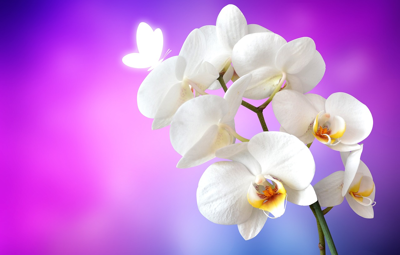 胡蝶蘭は万能の花？見た目と違うその強さも魅力です