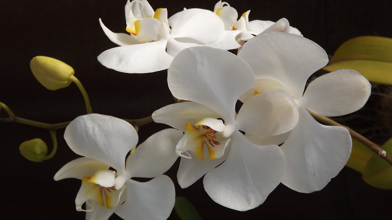 蘭の花で癒される！通信販売で手に入る美しい蘭を楽しもう