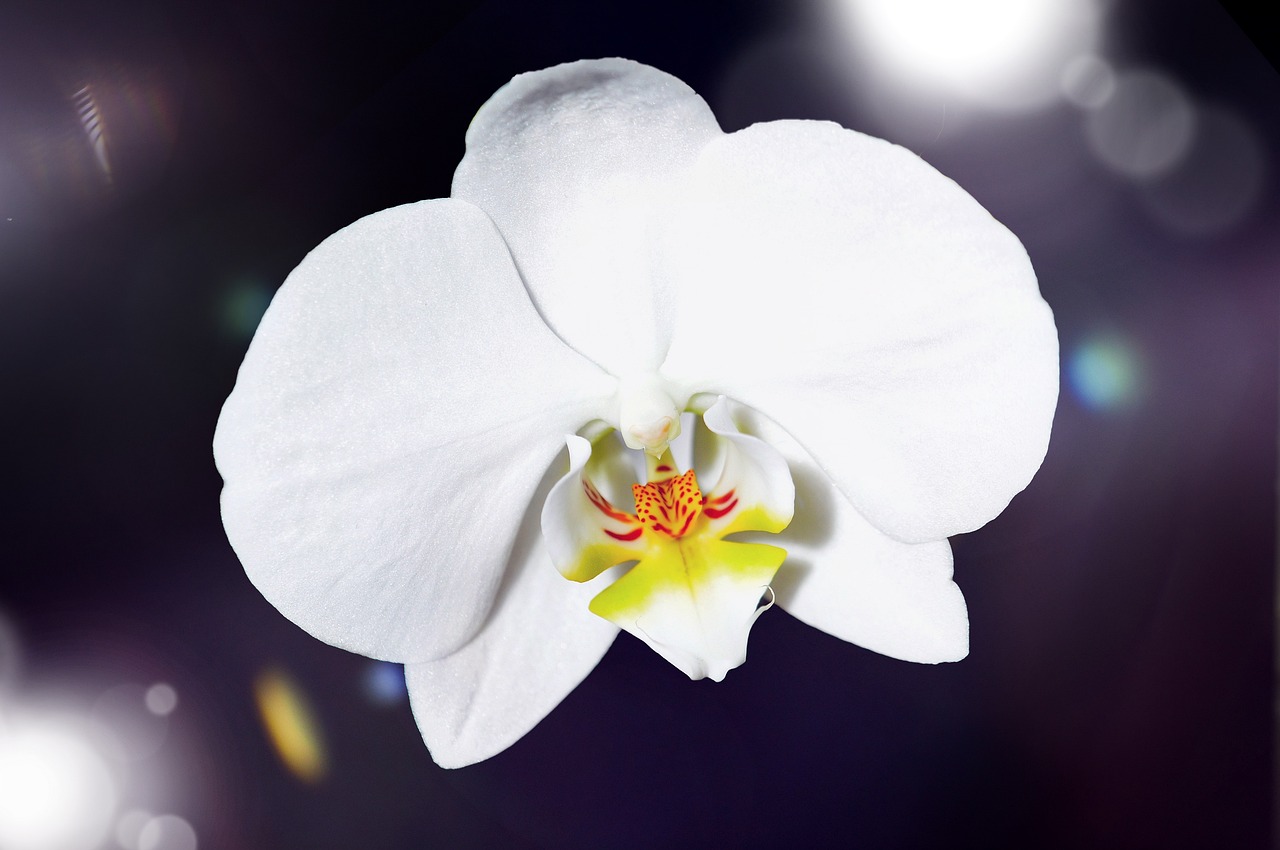 蘭の花の種類や育て方を紹介！「胡蝶蘭」長持ちさせるお手入れ