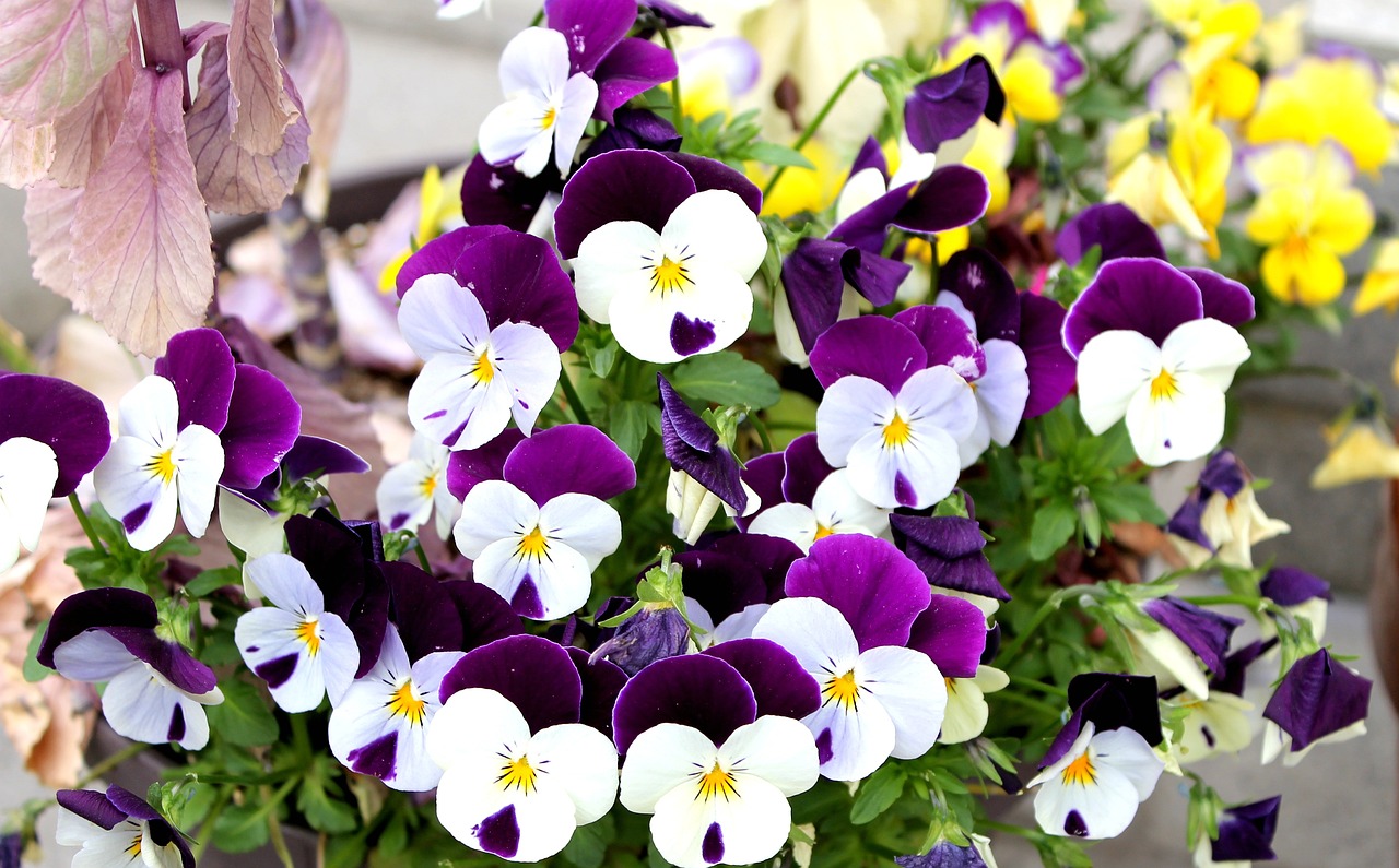 冬に花を楽しむなら寄せ植えがおすすめ！人気の花の種類