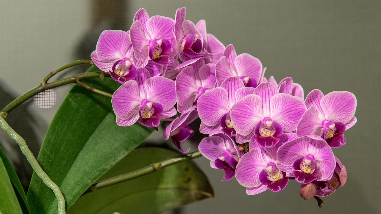 胡蝶蘭の寿命をのばすには？長持ちさせるコツと植え替えの方法を解説