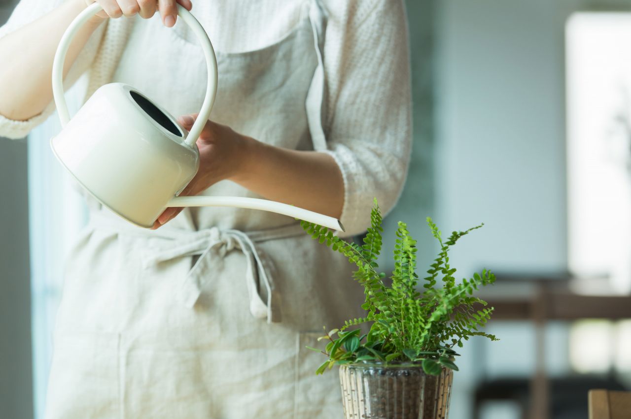 観葉植物のおすすめ10選！初心者向きの育てやすいものを厳選