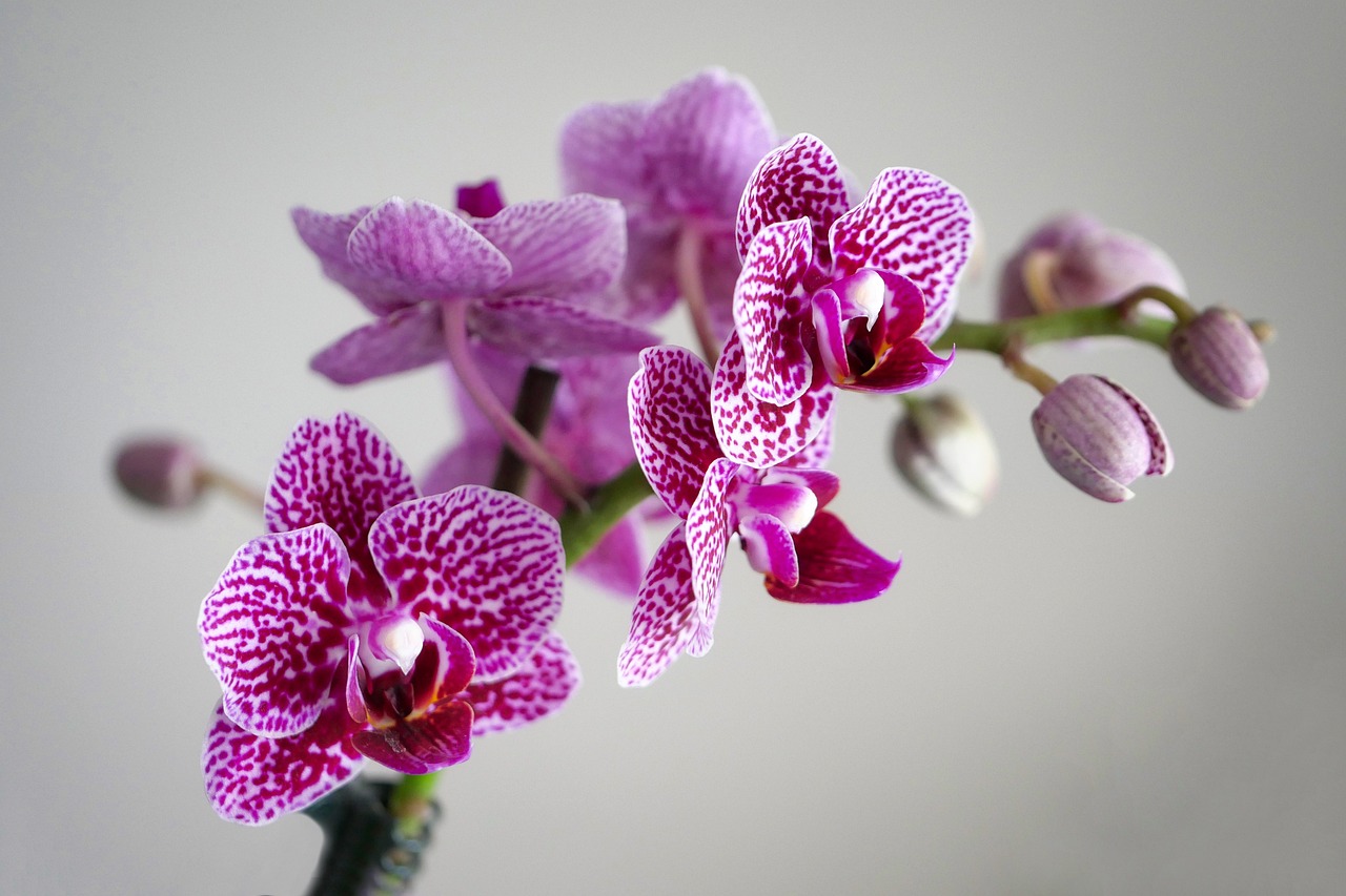 ラン科の花一覧をご紹介！胡蝶蘭やカトレアなど代表的な花13選