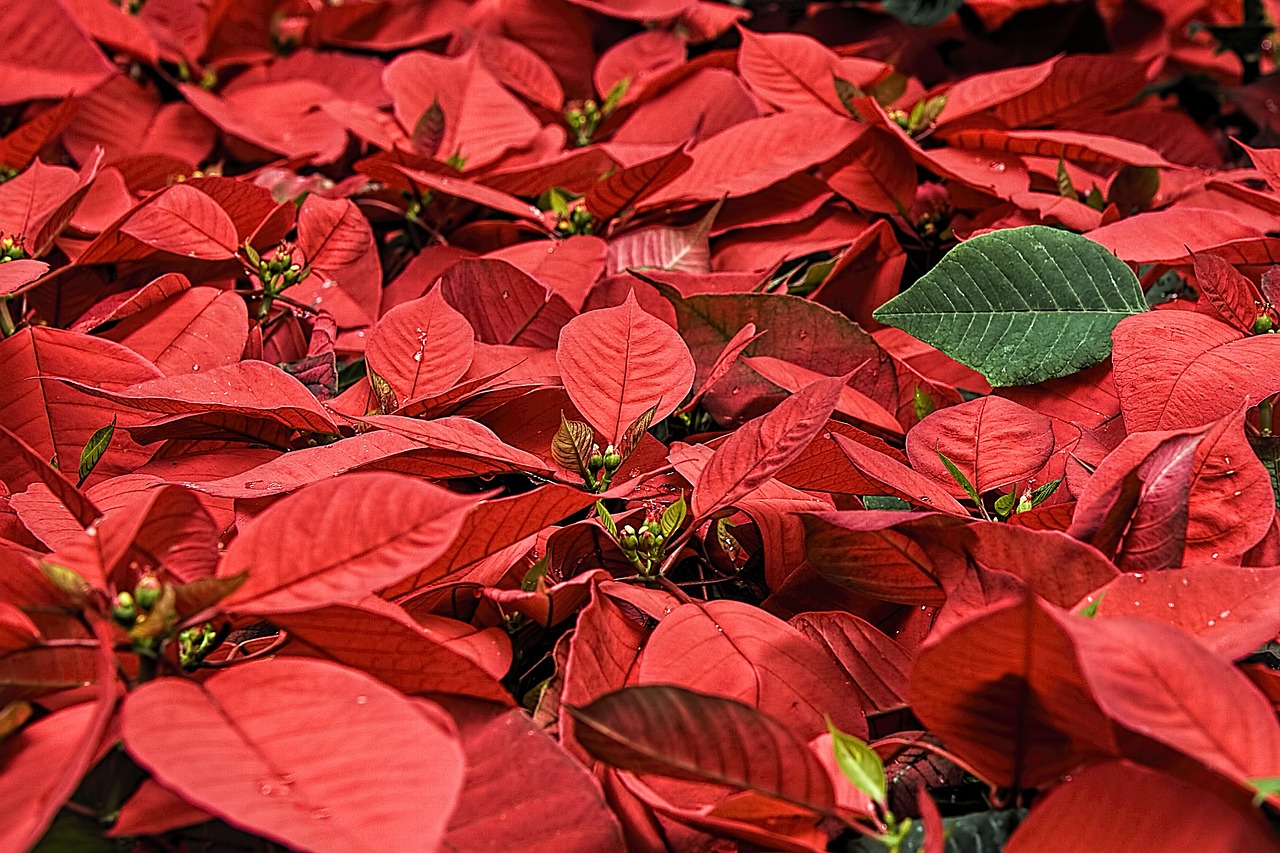 ポインセチアは育て方が簡単な花？特徴や失敗しないコツ