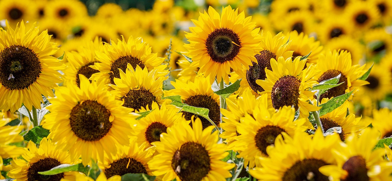 8月の誕生花は「ヒマワリ」！特徴・花言葉・おすすめの花ギフトをご紹介